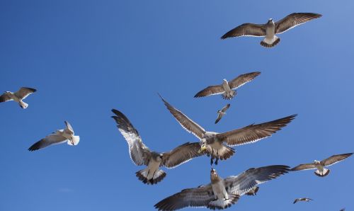 birds the sea