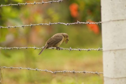 birds of the field