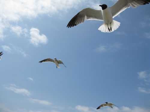 birds gulls sky