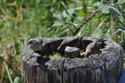 birds nature log