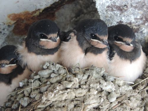 birds nest nature