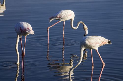 birds wild animals flamingo