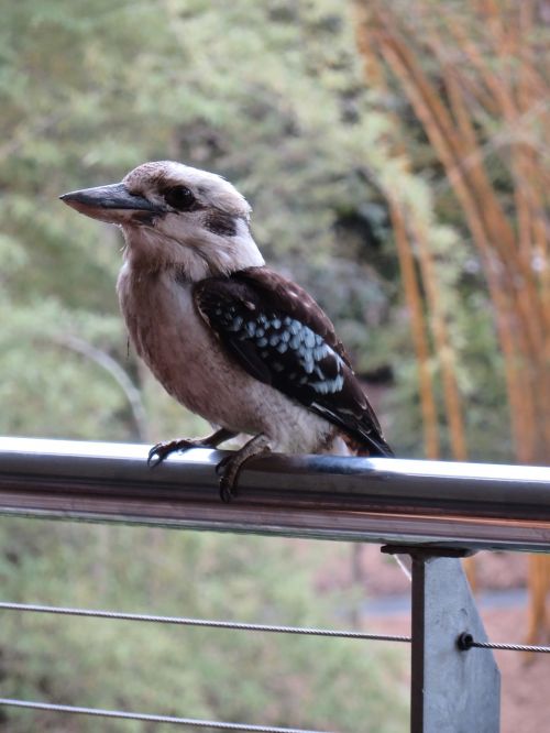birds kookaburra australia