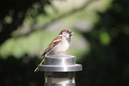 birds sperling extinction