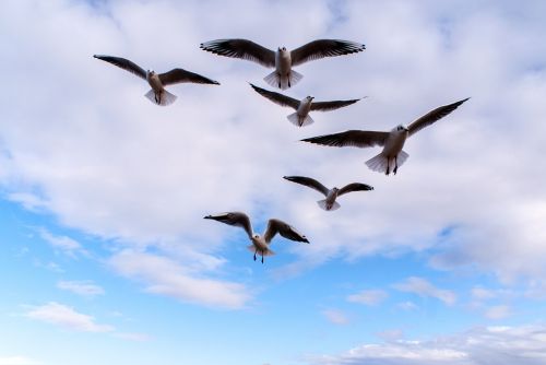 birds sky the seagulls