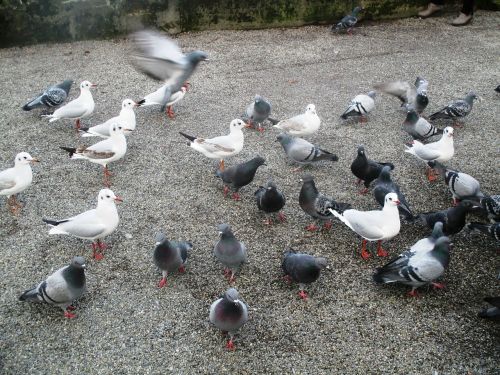 birds gulls pigeons