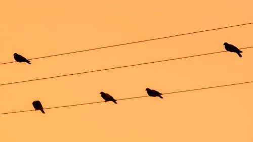 birds wire pigeons