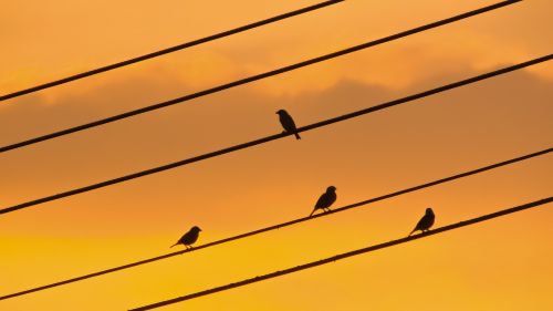 birds wire sunset