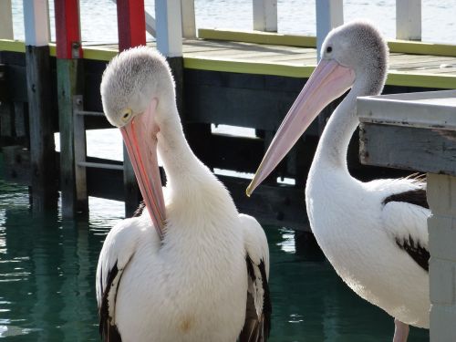 birds pelicans pier