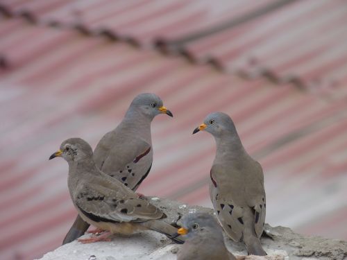 birds pigeons plomas