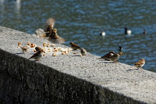 birds lake water