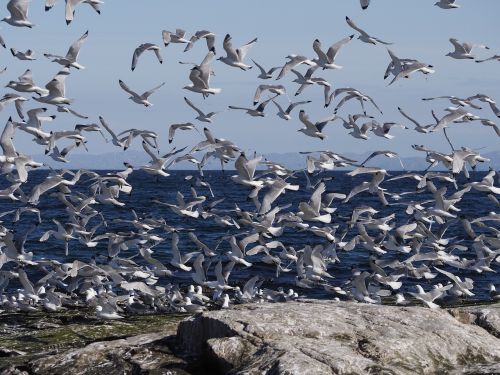 birds sea seagull
