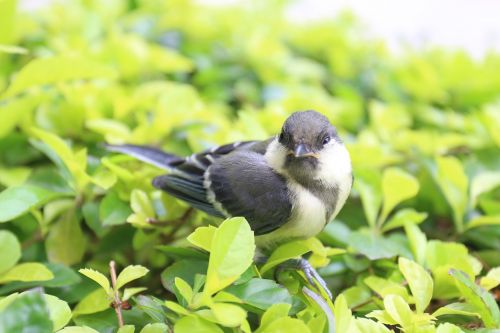 birds bird sparrow