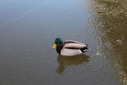 birds the wild duck crossword