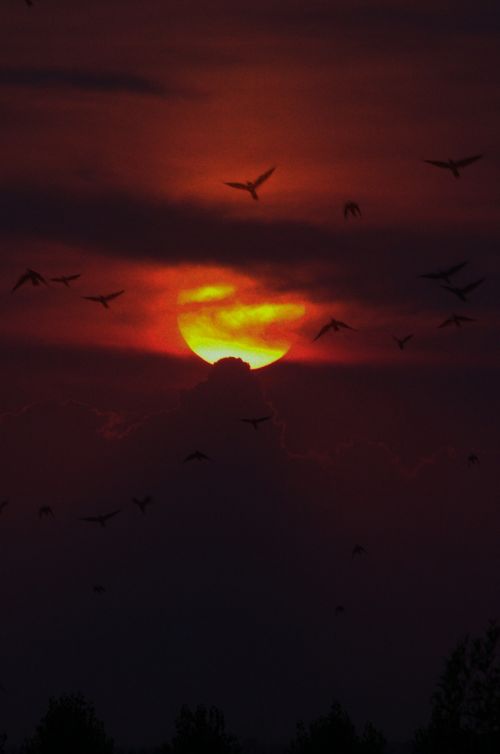 birds sunset sun