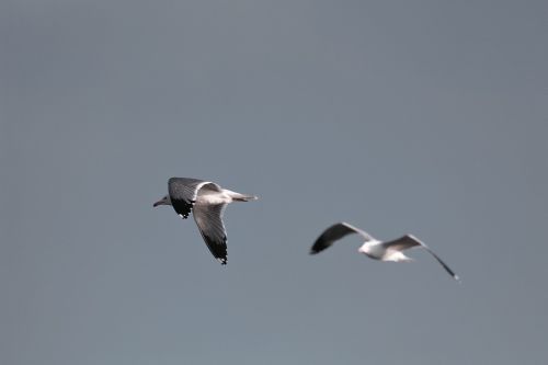 birds seagull animal