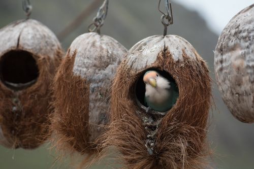 birds fly animals