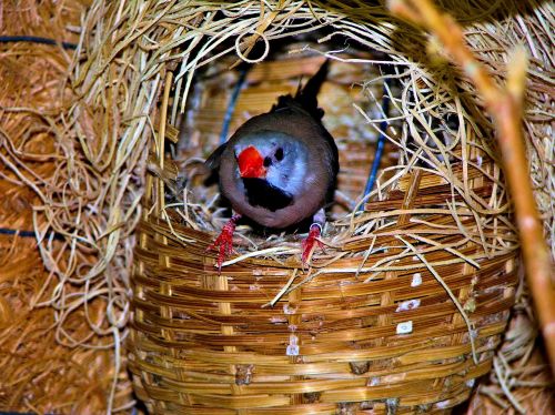 birds colorful blue