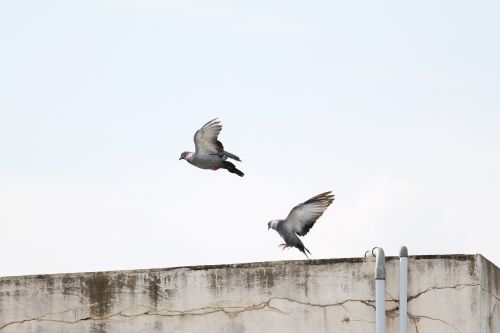 birds pigeon pigeon flying