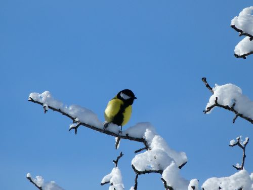 birds nature winter