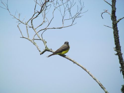 birds of florianópolis