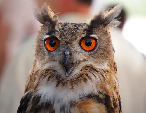 birds owl eyes
