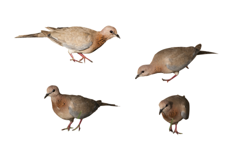 birds png isolated background