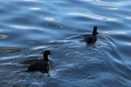 birds coot duck bird