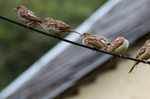 birds cute sparrows