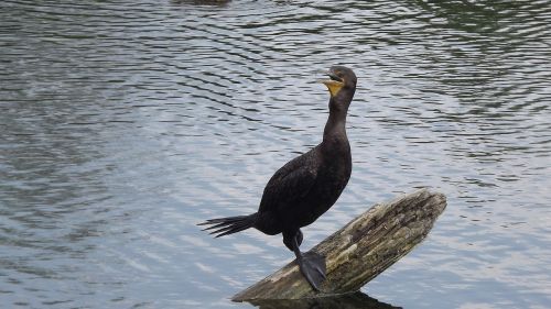 birds wild water bird