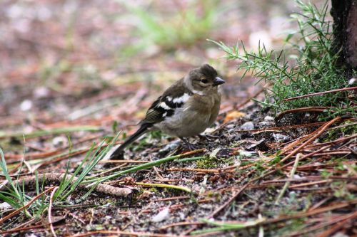 birds nature animal