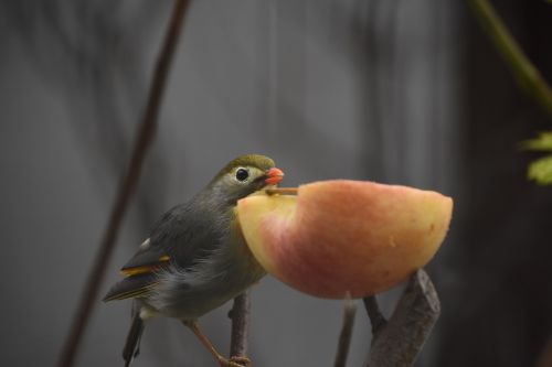birds animal apple