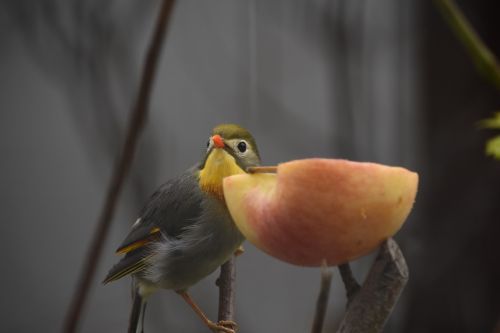 birds animal apple