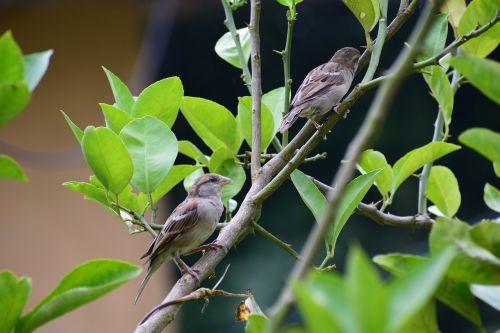 birds sparrow nature