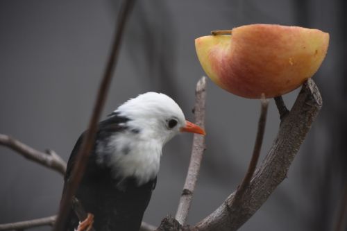 birds parrot apple