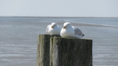 birds seagulls sea
