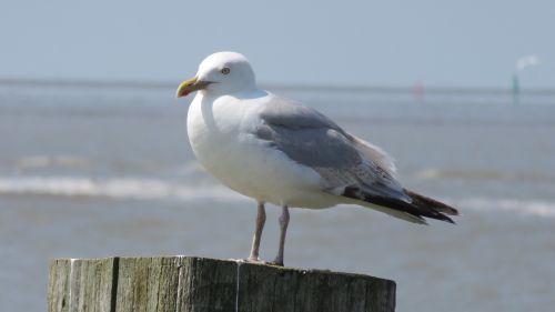 birds seagull sea