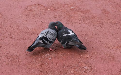 birds dove feathered race