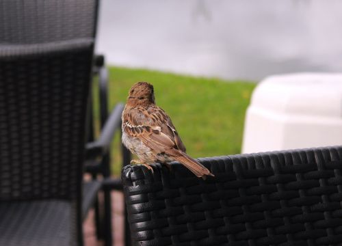 birds feathered race wings