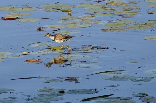 birds jacana lake