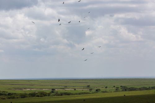 birds ngorongoro conservation area tanzania