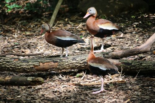 birds wildlife nature