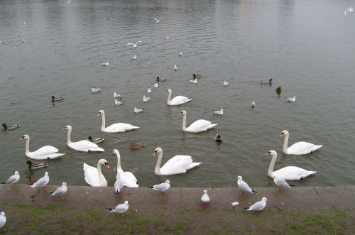 birds swans water