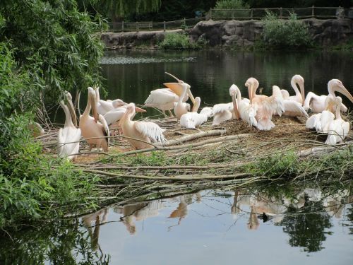 birds pond holland