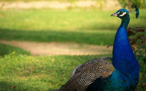 birds peacock color