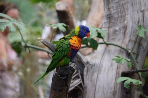 birds parrots zoo