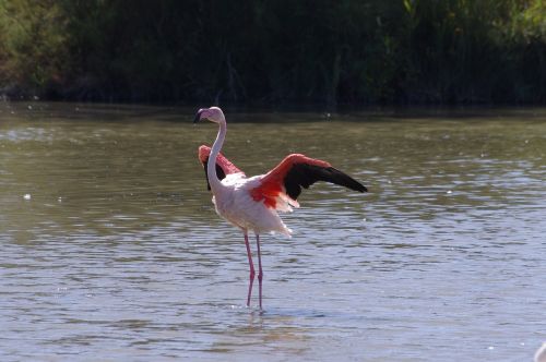 birds camargue ornithology