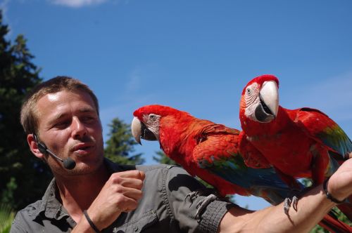 birds parks parrots