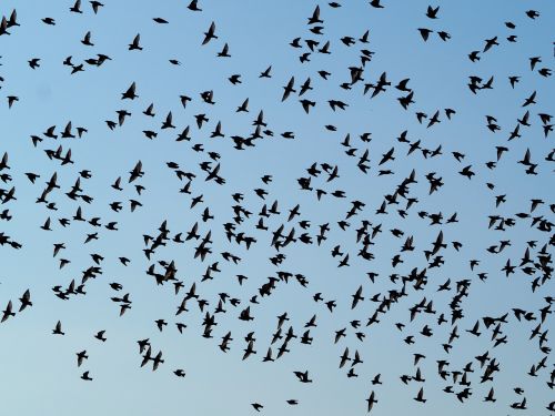 birds swarm flock of birds