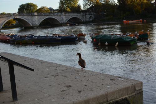 birds river water